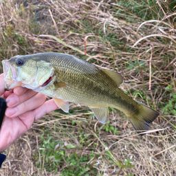 ラージマウスバス