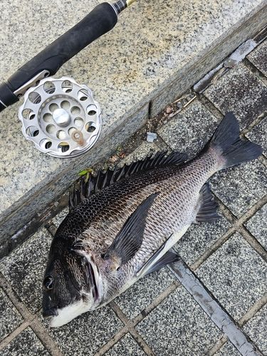 クロダイの釣果