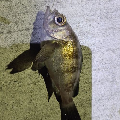 メバルの釣果