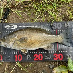 スモールマウスバス