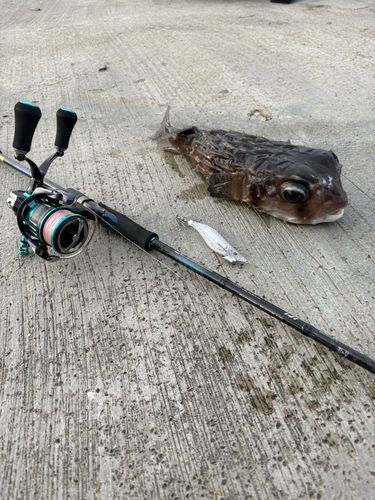 イシガキフグの釣果