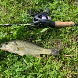 ラージマウスバス