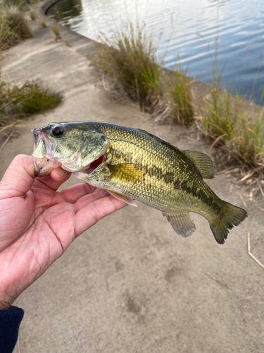ラージマウスバスの釣果