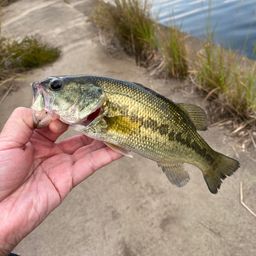 ラージマウスバス