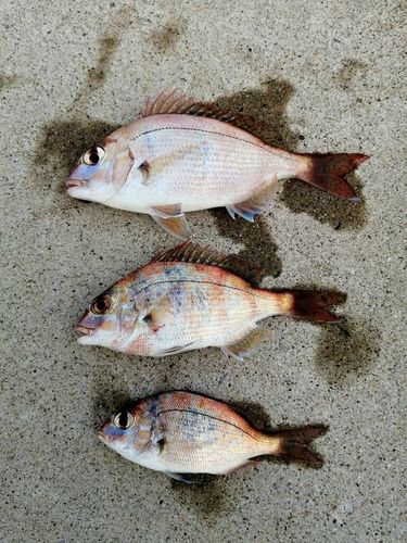 チャリコの釣果