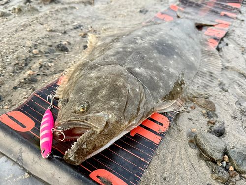 ヒラメの釣果