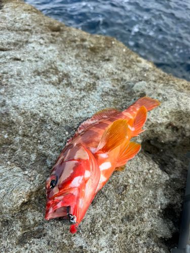 アカハタの釣果