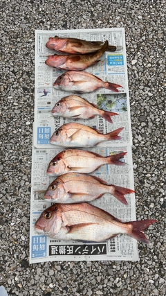 マダイの釣果