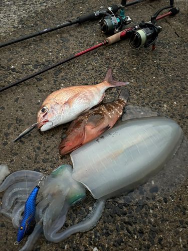 アオリイカの釣果