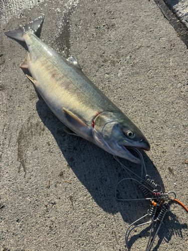 アキアジの釣果