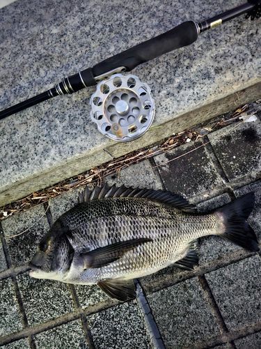 クロダイの釣果