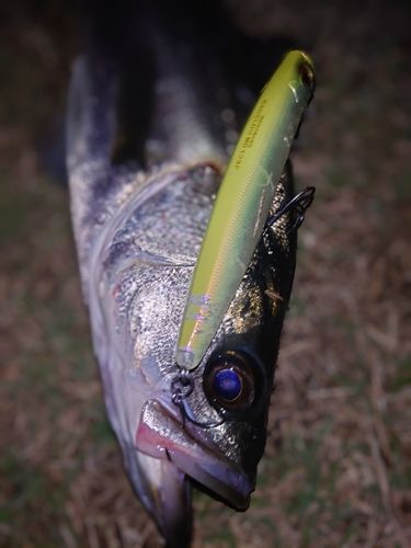 セイゴ（マルスズキ）の釣果