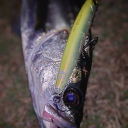 セイゴ（マルスズキ）