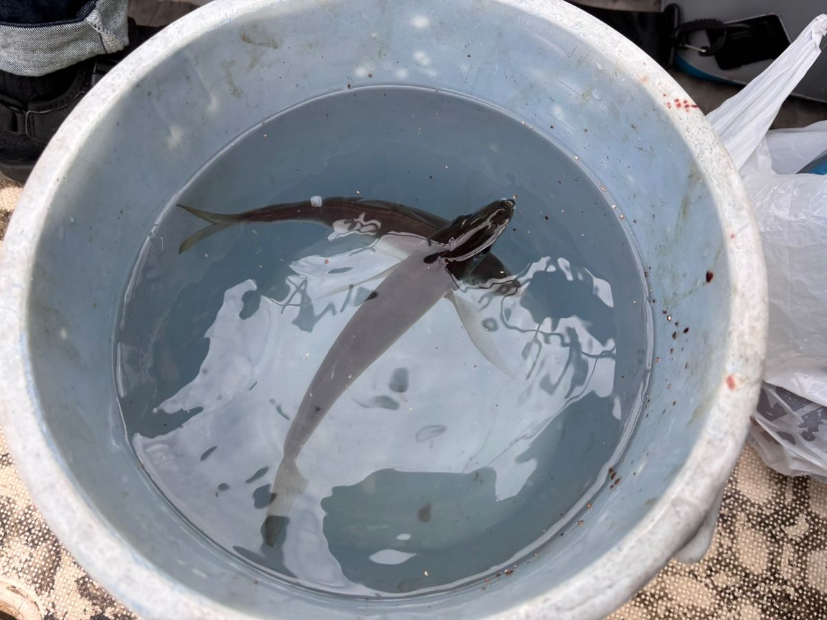 あや🐟さんの釣果 3枚目の画像