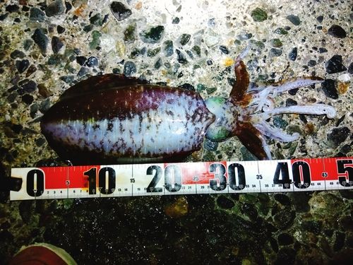 アオリイカの釣果