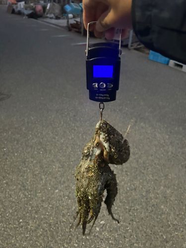 タコの釣果