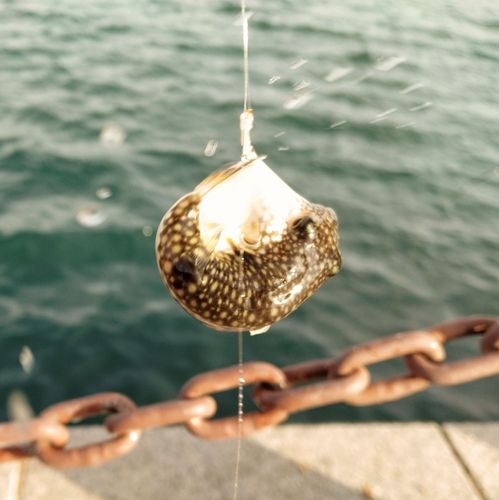 クサフグの釣果