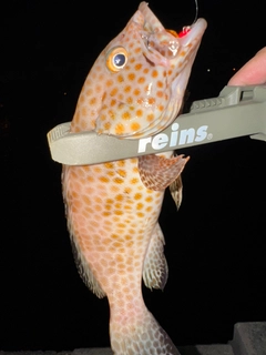 オオモンハタの釣果