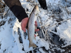 アメマスの釣果