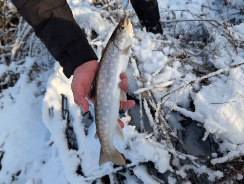 アメマスの釣果