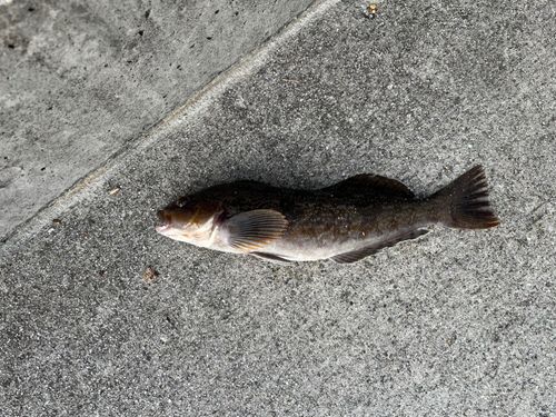 アイナメの釣果