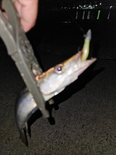 アカカマスの釣果