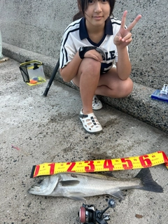 セイゴ（マルスズキ）の釣果