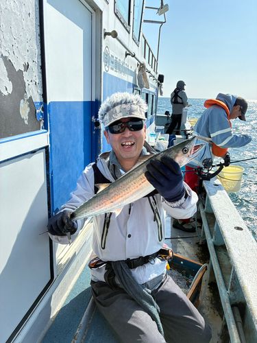 サゴシの釣果