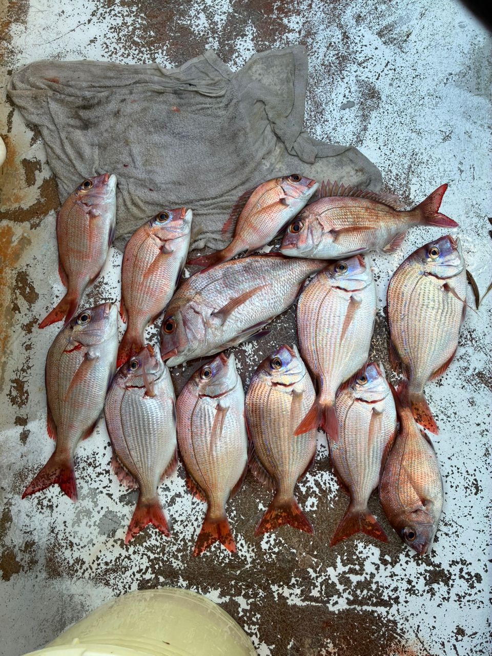中村ツモさんの釣果 1枚目の画像