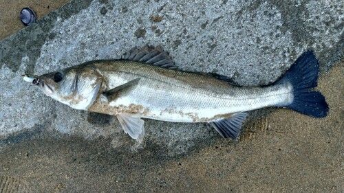 スズキの釣果