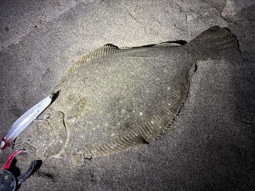 ヒラメの釣果