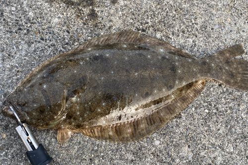 ヒラメの釣果