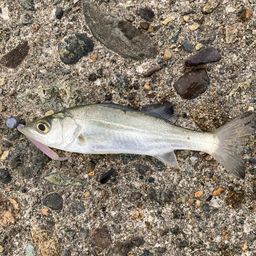 セイゴ（マルスズキ）