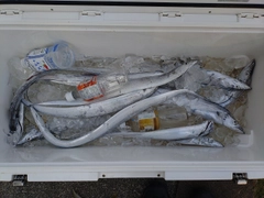 タチウオの釣果