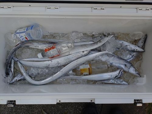 タチウオの釣果