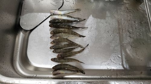 マハゼの釣果