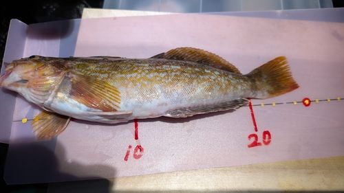 アイナメの釣果