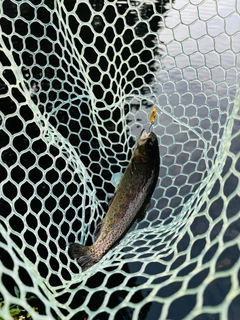 ニジマスの釣果