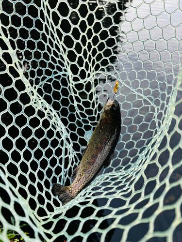 ニジマスの釣果