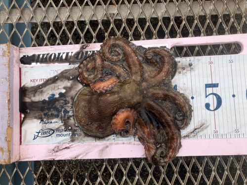 タコの釣果
