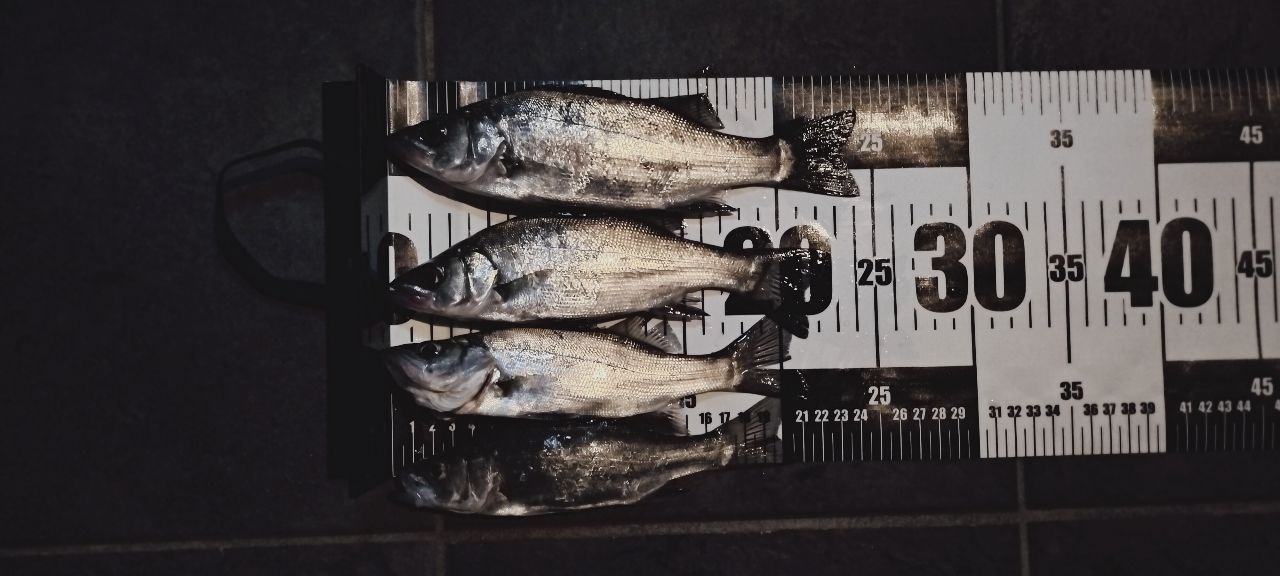 セイゴ（ヒラスズキ）