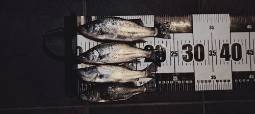 セイゴ（ヒラスズキ）の釣果