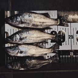 セイゴ（ヒラスズキ）