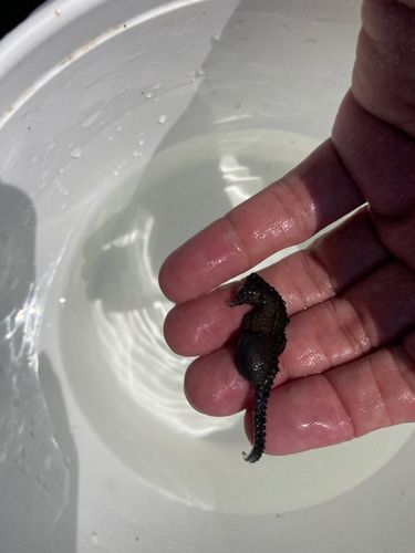 タツノオトシゴの釣果