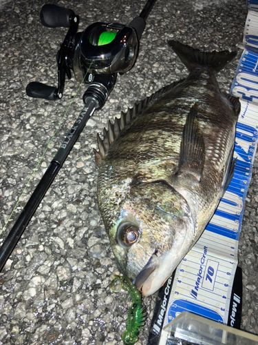 クロダイの釣果