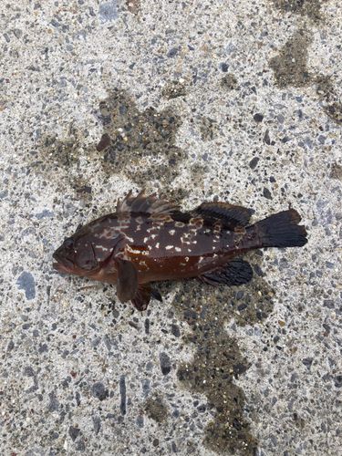 オオモンハタの釣果