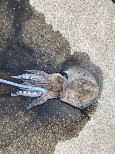 コウイカの釣果