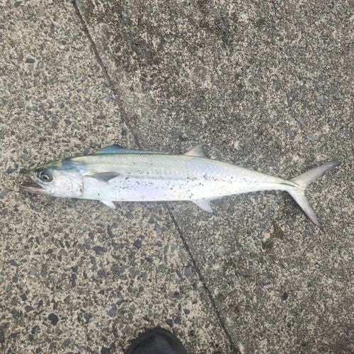 サゴシの釣果