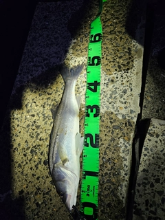 フッコ（マルスズキ）の釣果