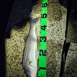 フッコ（マルスズキ）